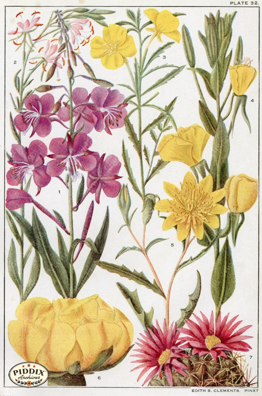 Flowers Pdxc11401 Color Illustration