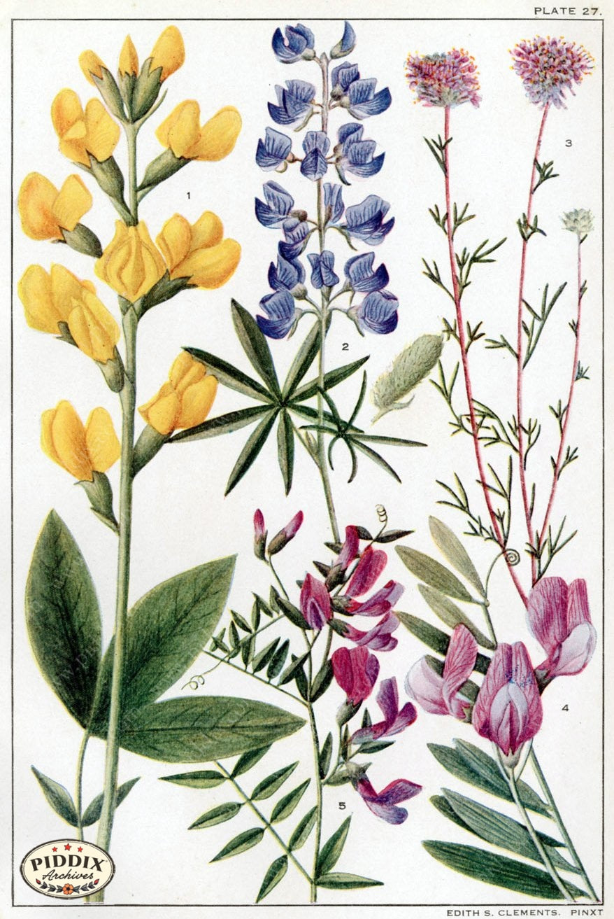 Flowers Pdxc11403 Color Illustration