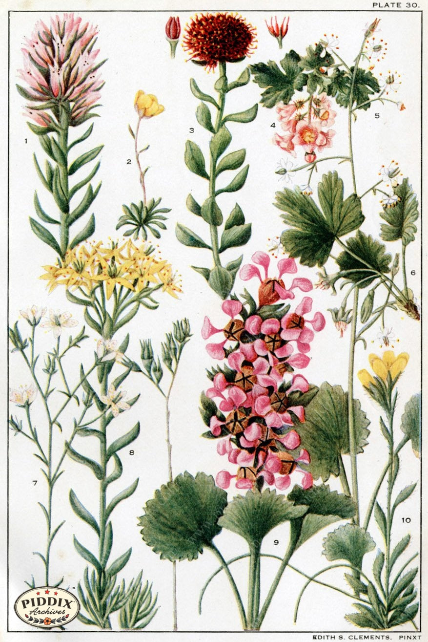 Flowers Pdxc11404 Color Illustration