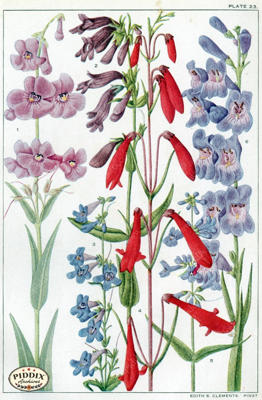 Flowers Pdxc11405 Color Illustration