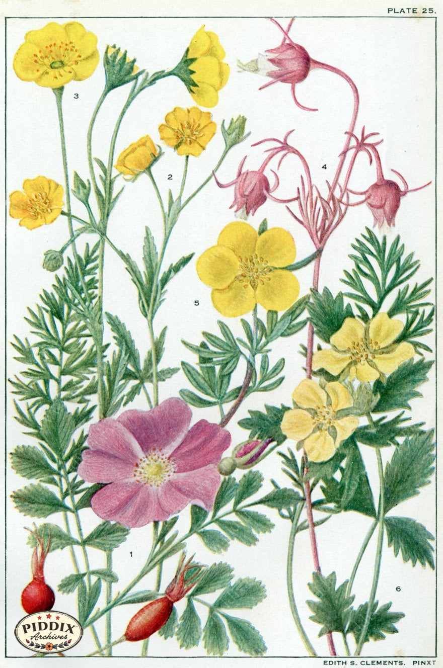 Flowers Pdxc11406 Color Illustration