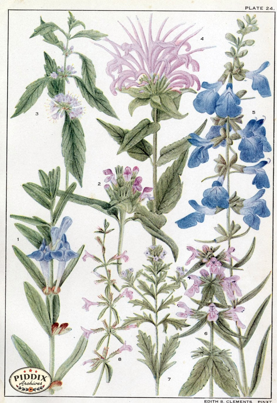Flowers Pdxc11407 Color Illustration