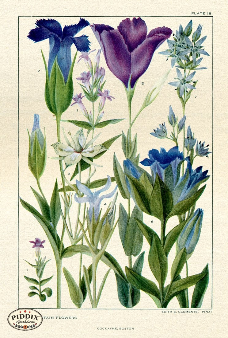 Flowers Pdxc11408 Color Illustration