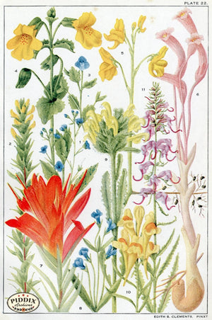 Flowers Pdxc11409 Color Illustration