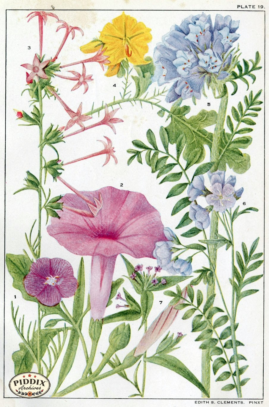 Flowers Pdxc11410 Color Illustration