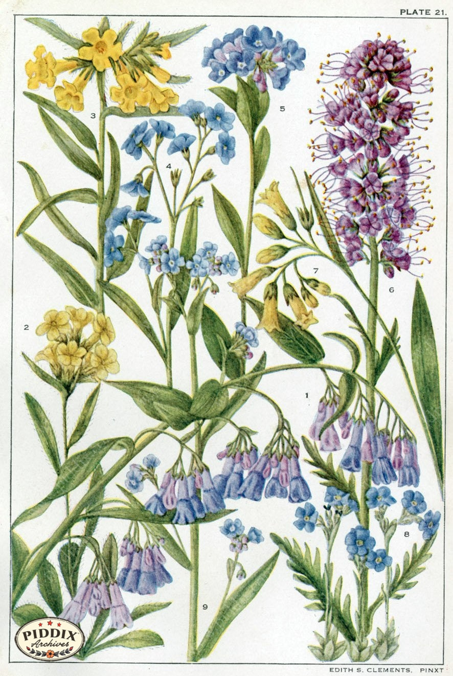 Flowers Pdxc11411 Color Illustration