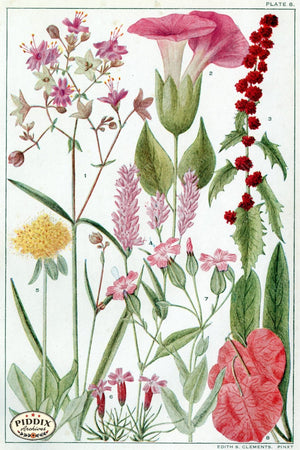 Flowers Pdxc11412 Color Illustration