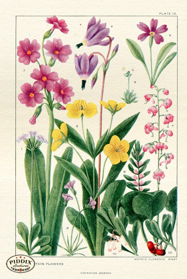 Flowers Pdxc11413 Color Illustration