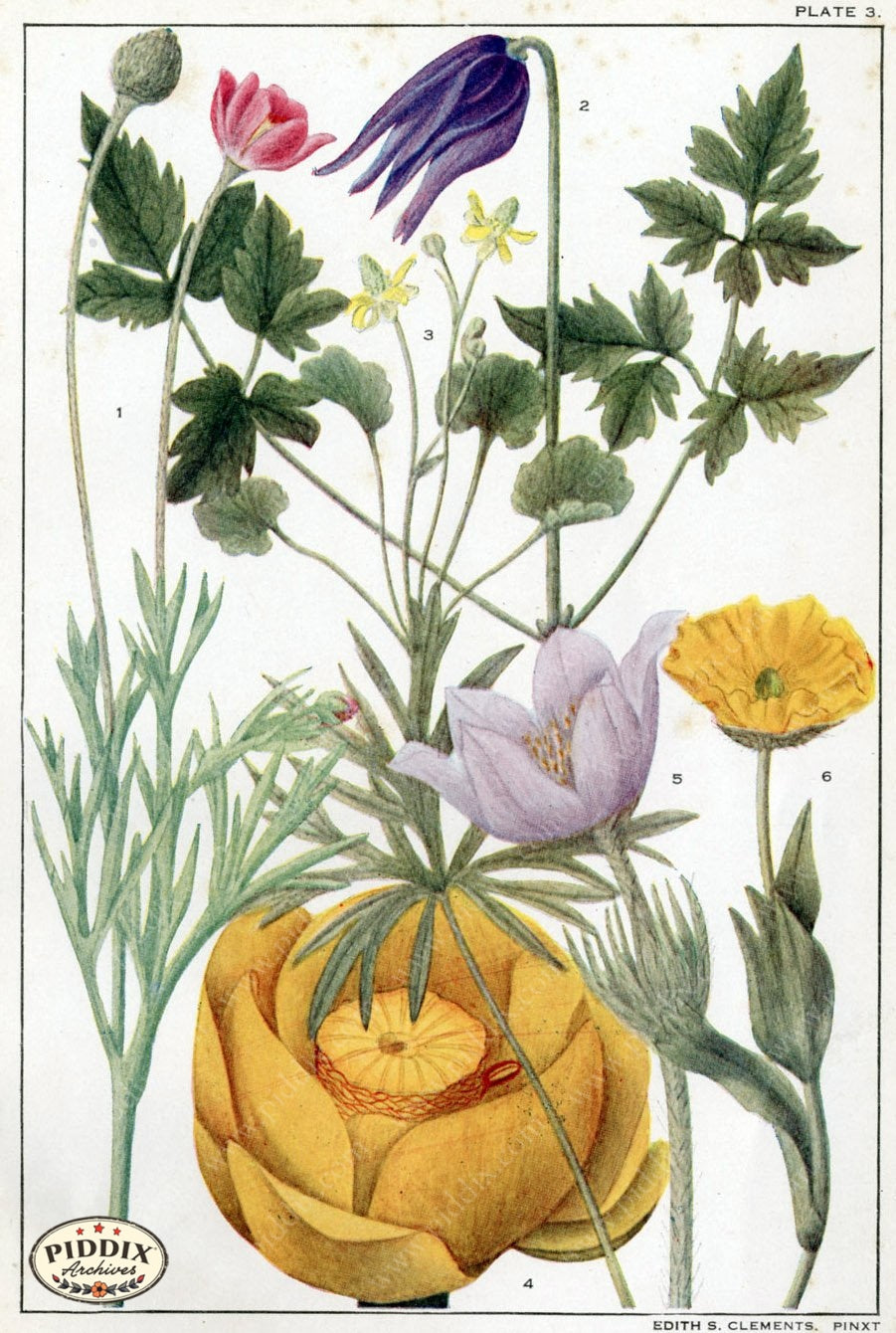 Flowers Pdxc11414 Color Illustration