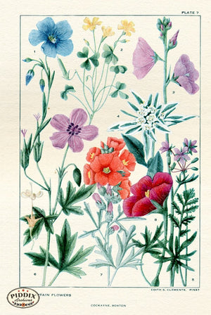Flowers Pdxc11415 Color Illustration