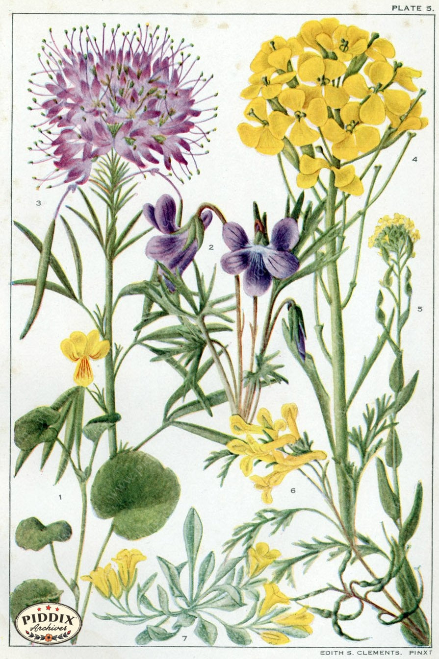 Flowers Pdxc11416 Color Illustration