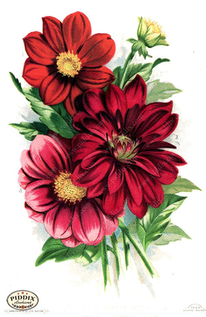 Flowers Pdxc1568 Color Illustration