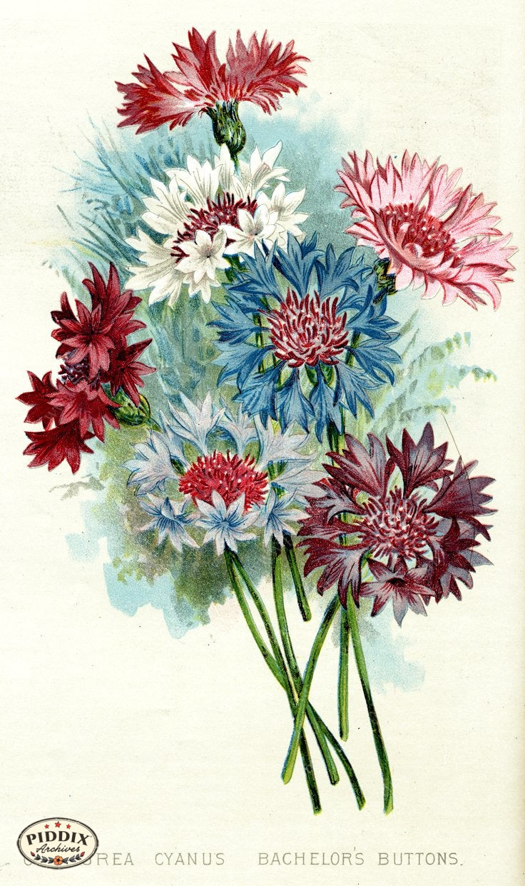 Flowers Pdxc1575 Color Illustration