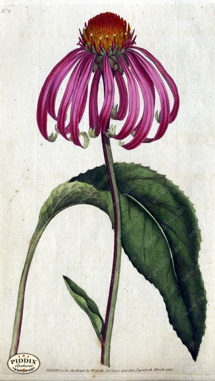 Flowers Pdxc1724A Color Illustration