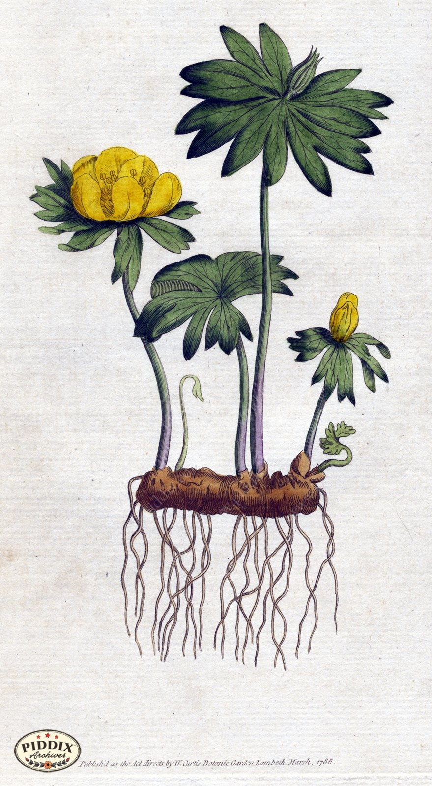Flowers Pdxc1725 Color Illustration