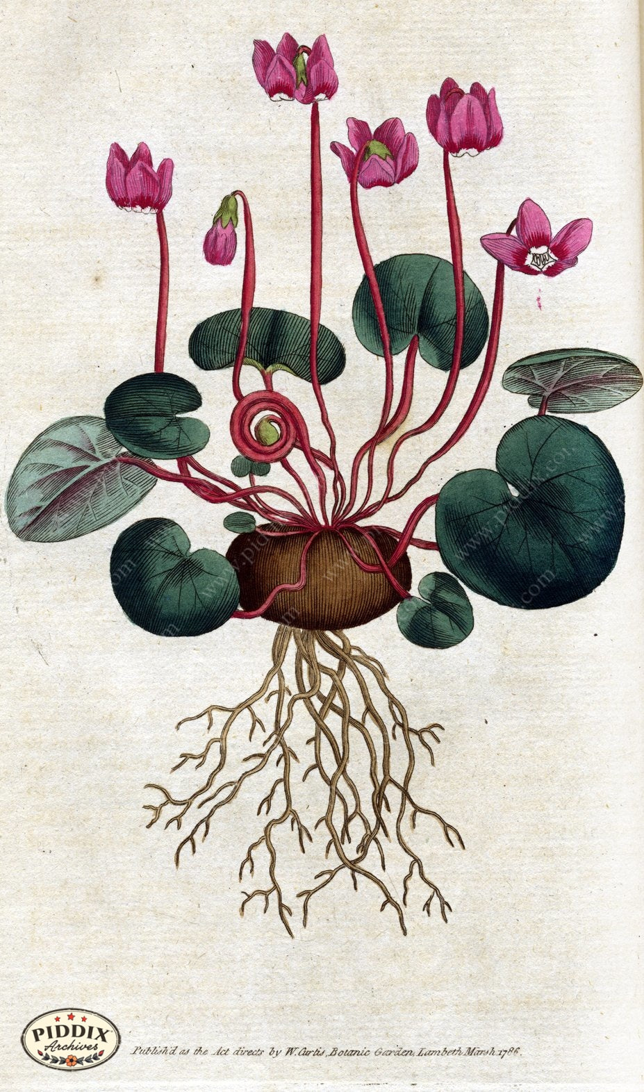 Flowers Pdxc1726 Color Illustration