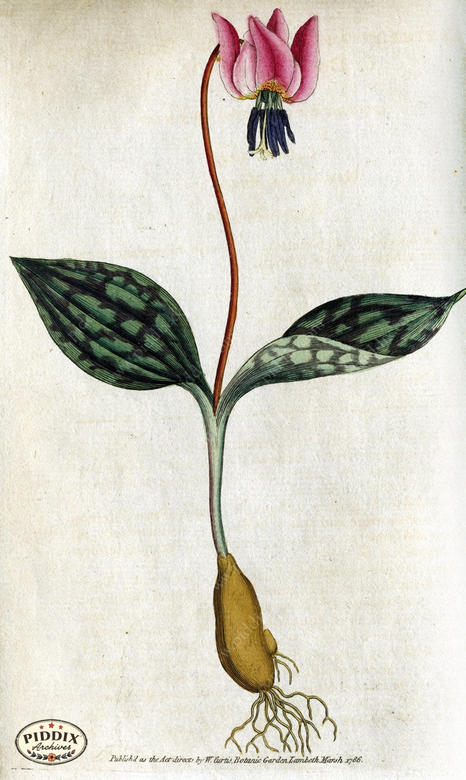 Flowers Pdxc1727 Color Illustration