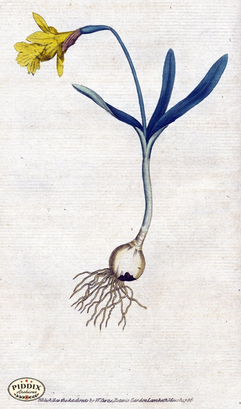 Flowers Pdxc1728 Color Illustration