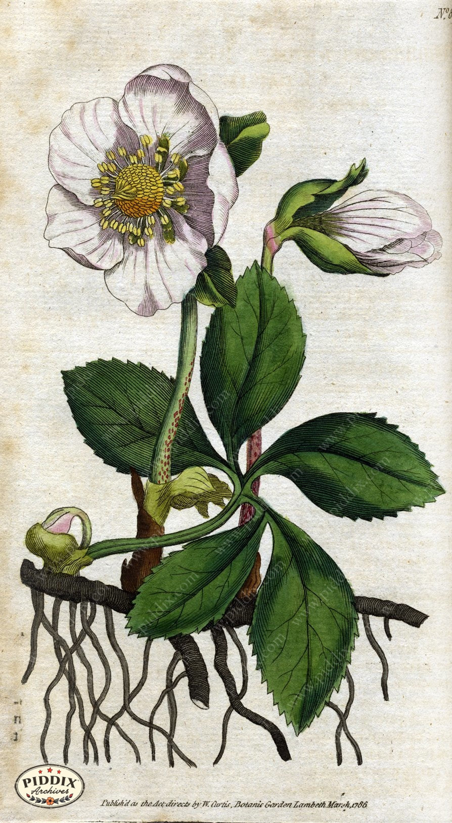 Flowers Pdxc1729 Color Illustration