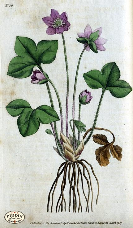 Flowers Pdxc1731 Color Illustration