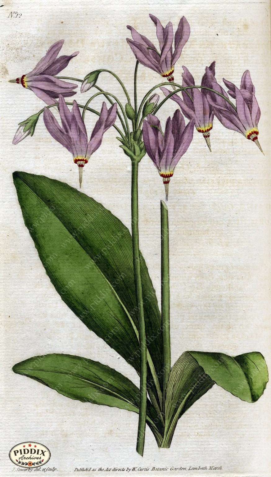 Flowers Pdxc1732 Color Illustration