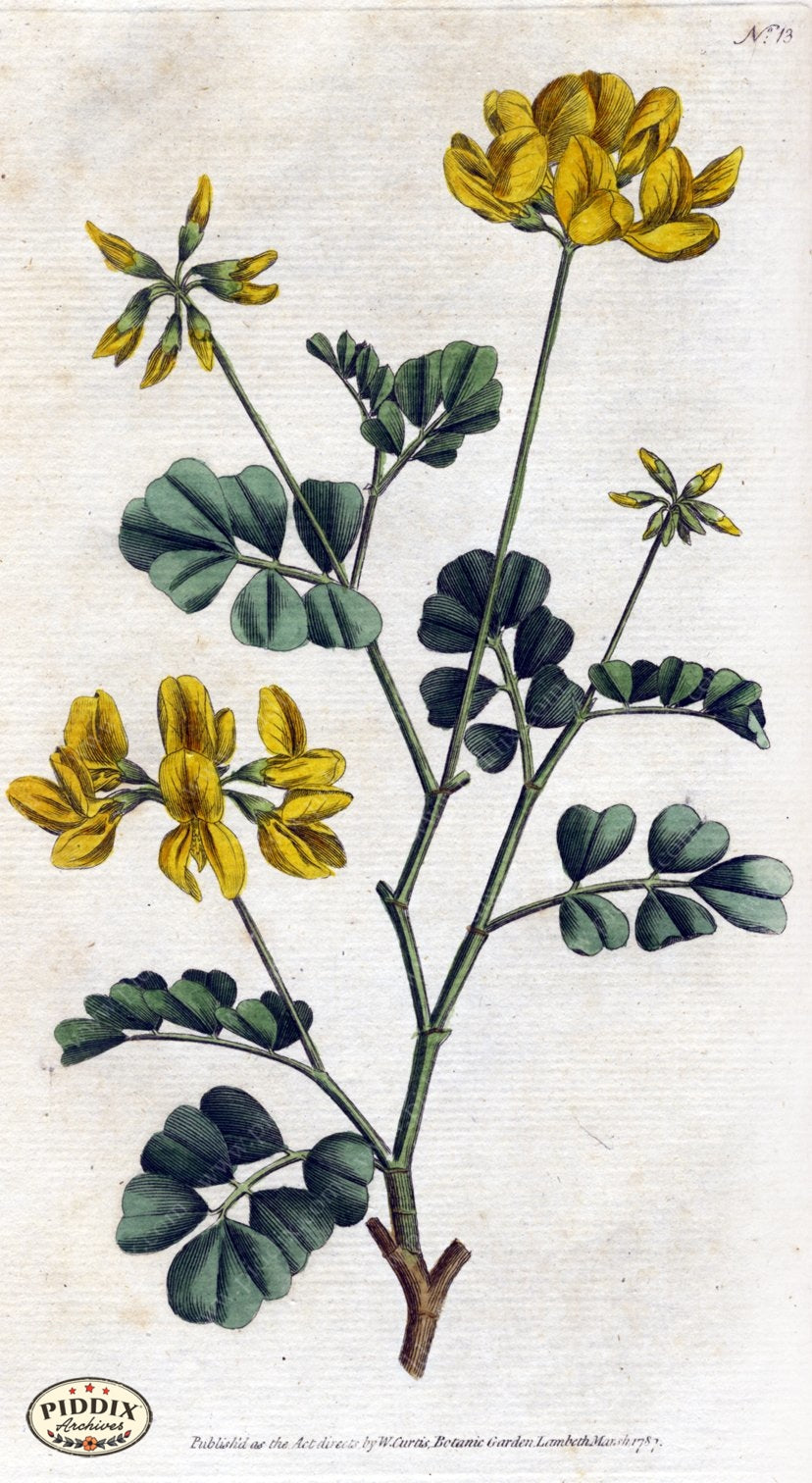 Flowers Pdxc1733 Color Illustration