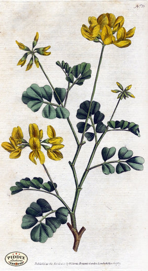 Flowers Pdxc1733 Color Illustration