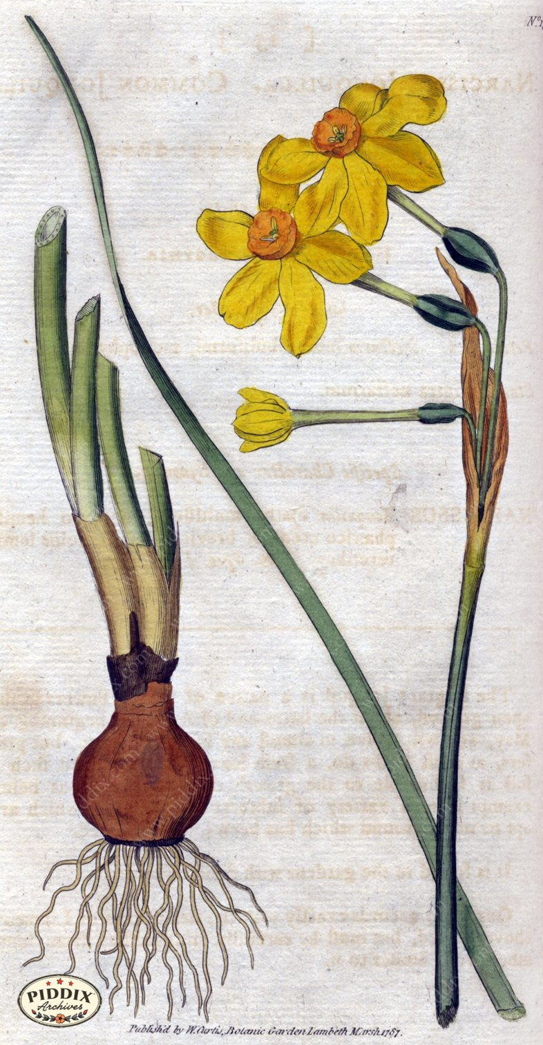 Flowers Pdxc1734 Color Illustration