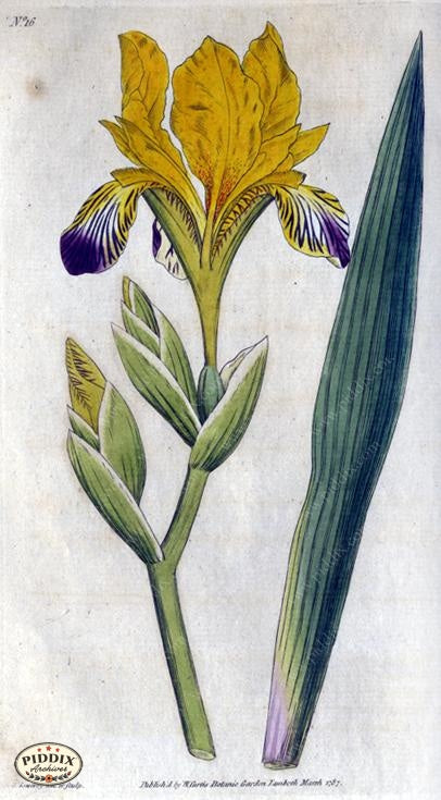 Flowers Pdxc1735A Color Illustration