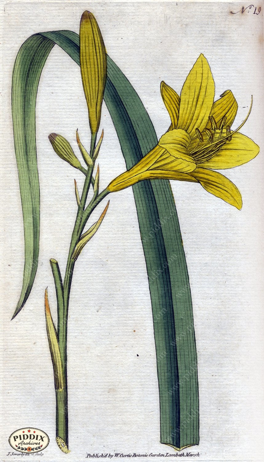 Flowers Pdxc1736 Color Illustration