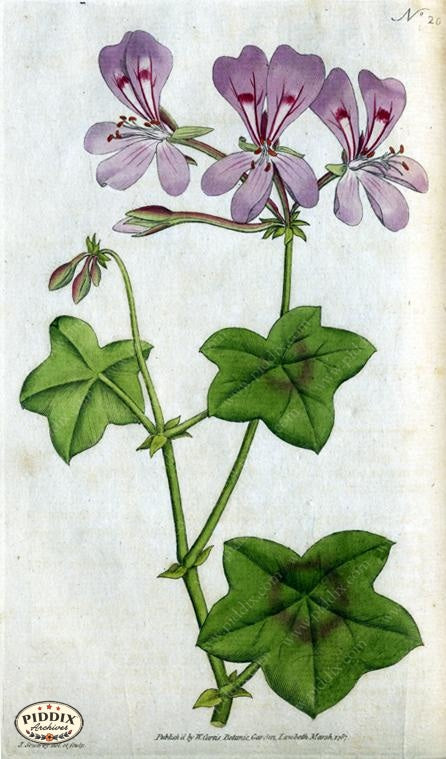 Flowers Pdxc1737 Color Illustration