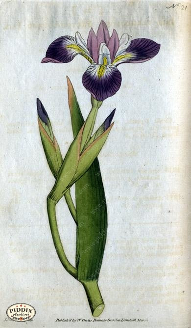 Flowers Pdxc1738 Color Illustration