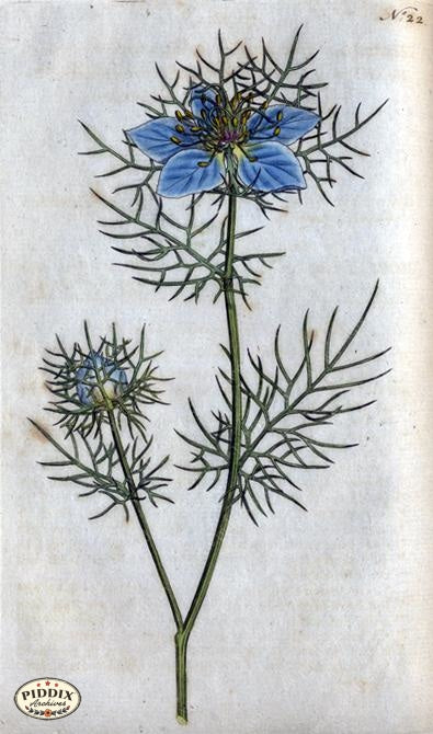Flowers Pdxc1739A Color Illustration