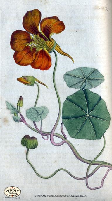 Flowers Pdxc1740 Color Illustration