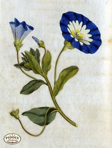 Flowers Pdxc1741 Color Illustration