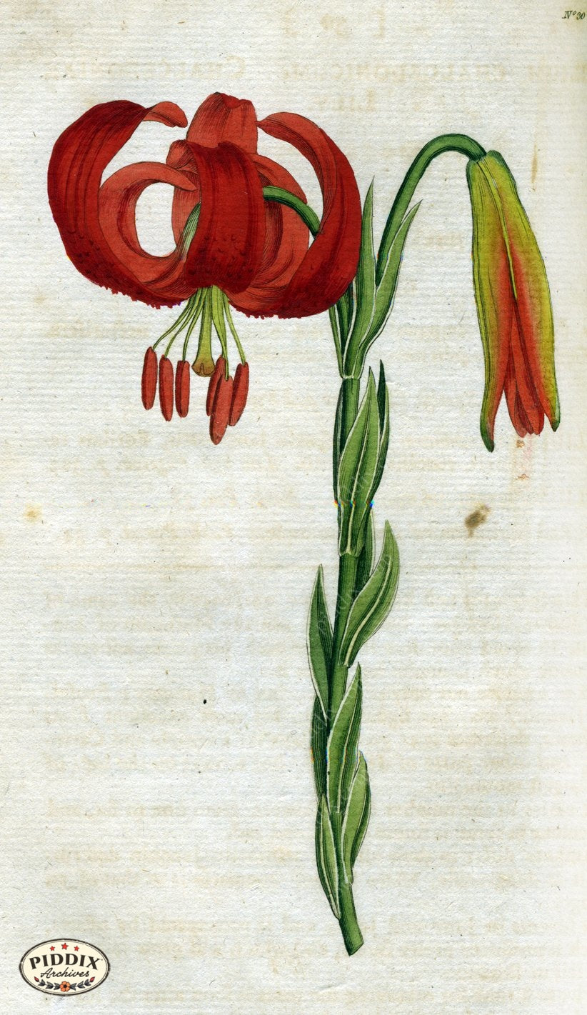 Flowers Pdxc1743 Color Illustration