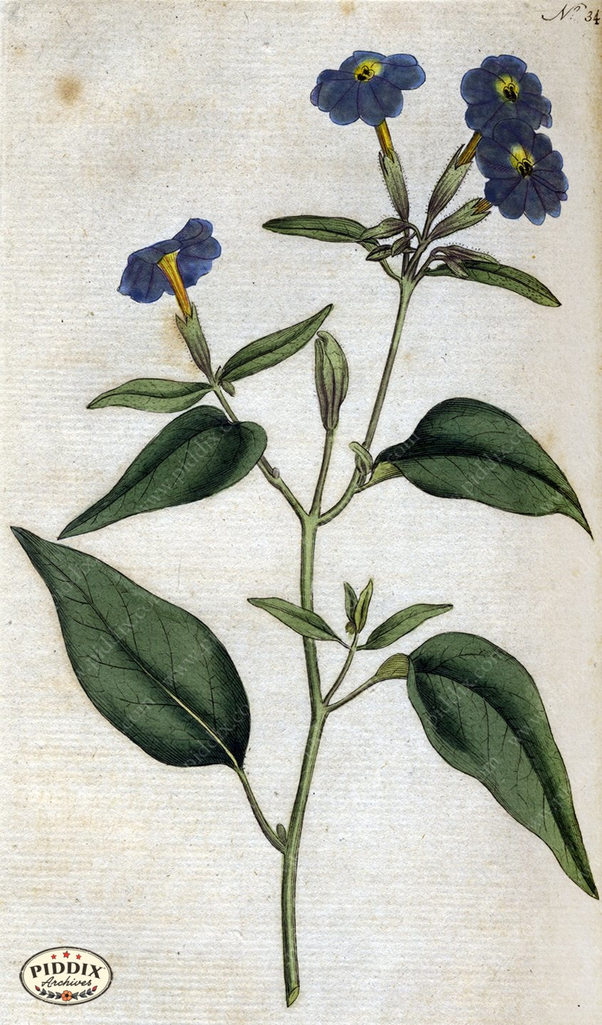 Flowers Pdxc1744 Color Illustration