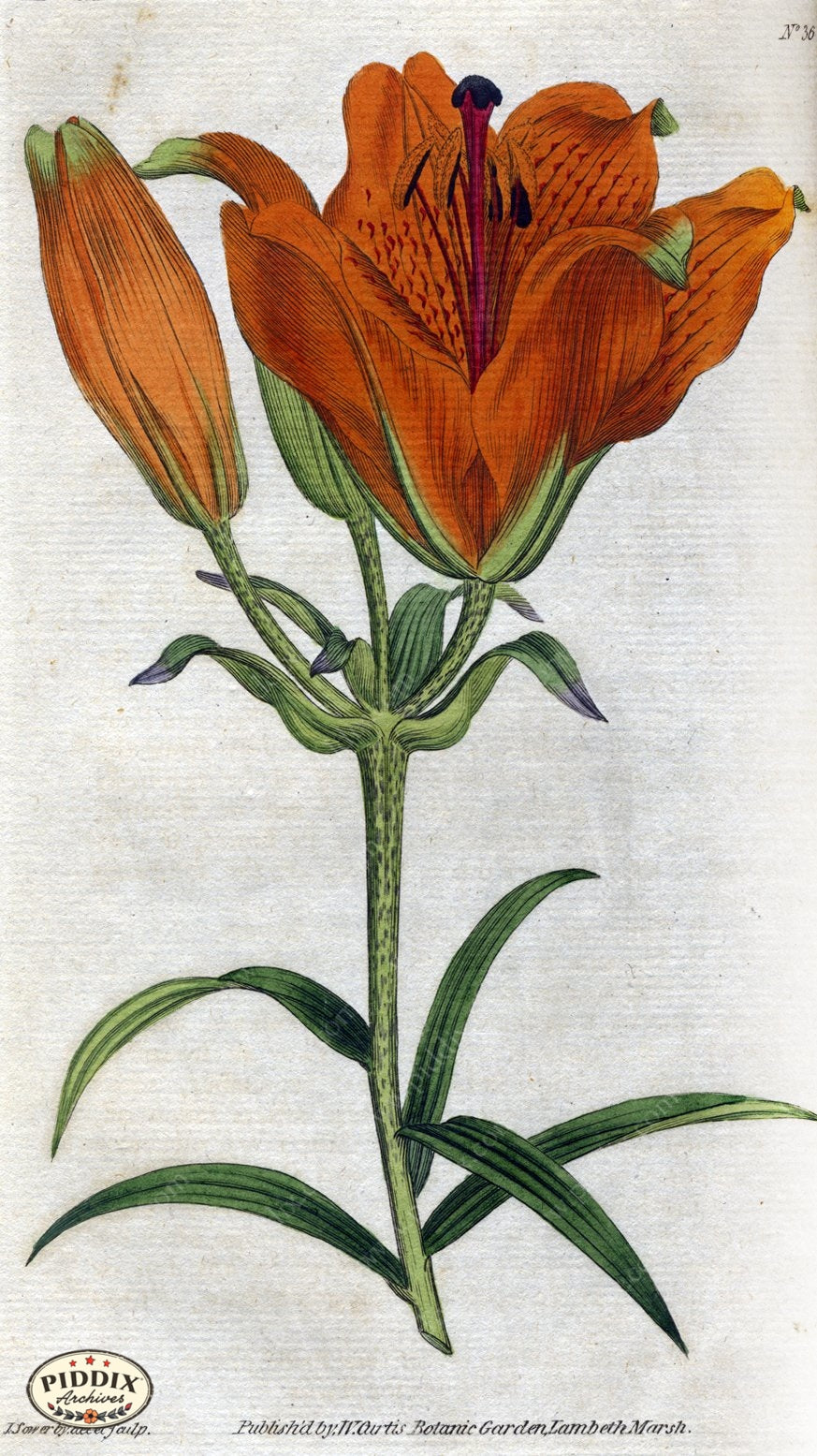 Flowers Pdxc1745 Color Illustration