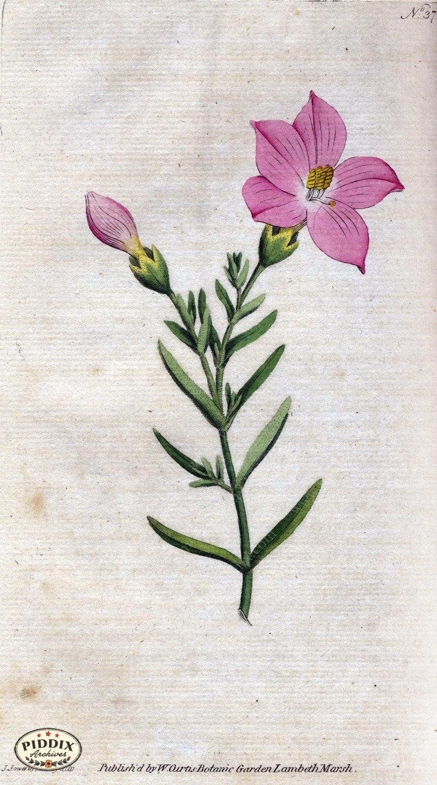 Flowers Pdxc1746 Color Illustration