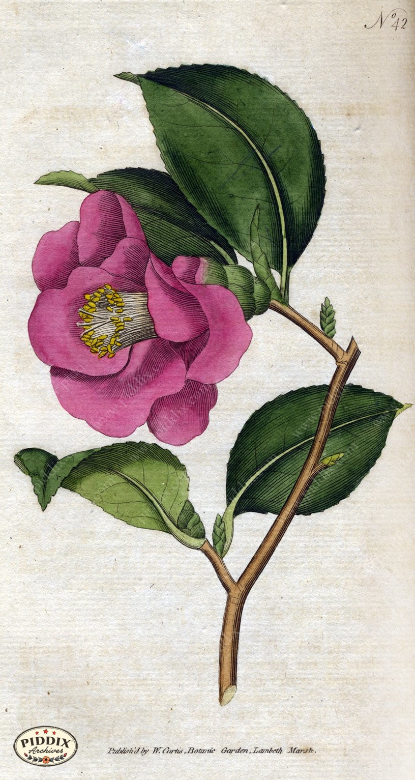 Flowers Pdxc1747 Color Illustration