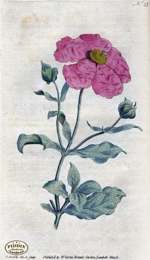 Flowers Pdxc1749 Color Illustration