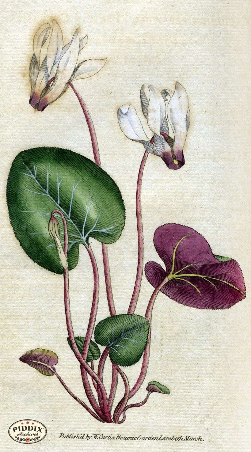 Flowers Pdxc1750 Color Illustration