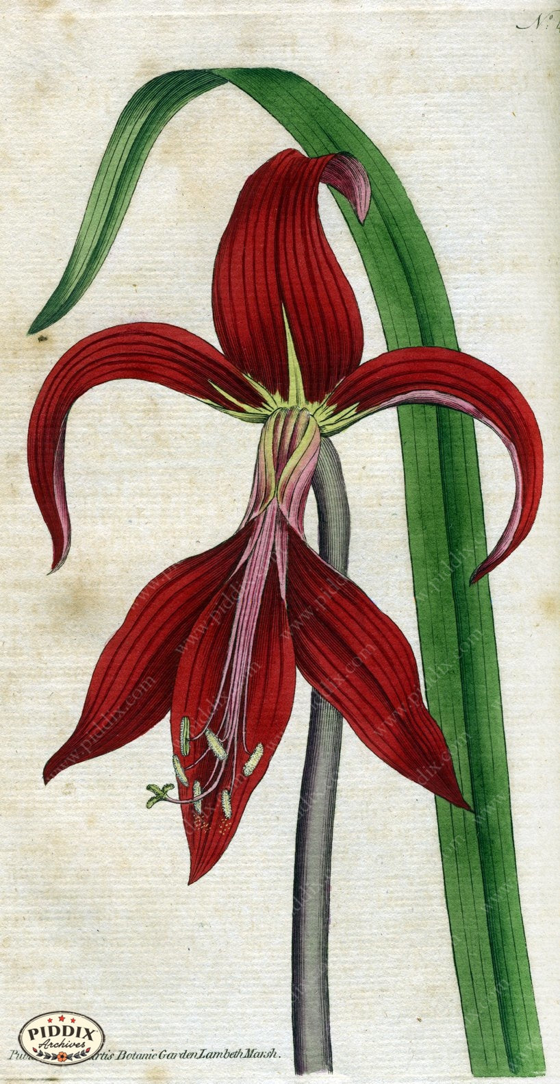 Flowers Pdxc1751 Color Illustration