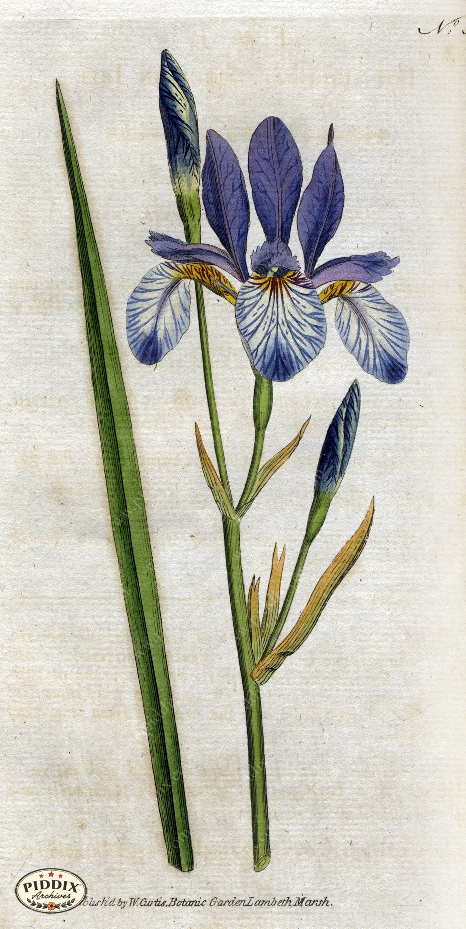 Flowers Pdxc1755 Color Illustration