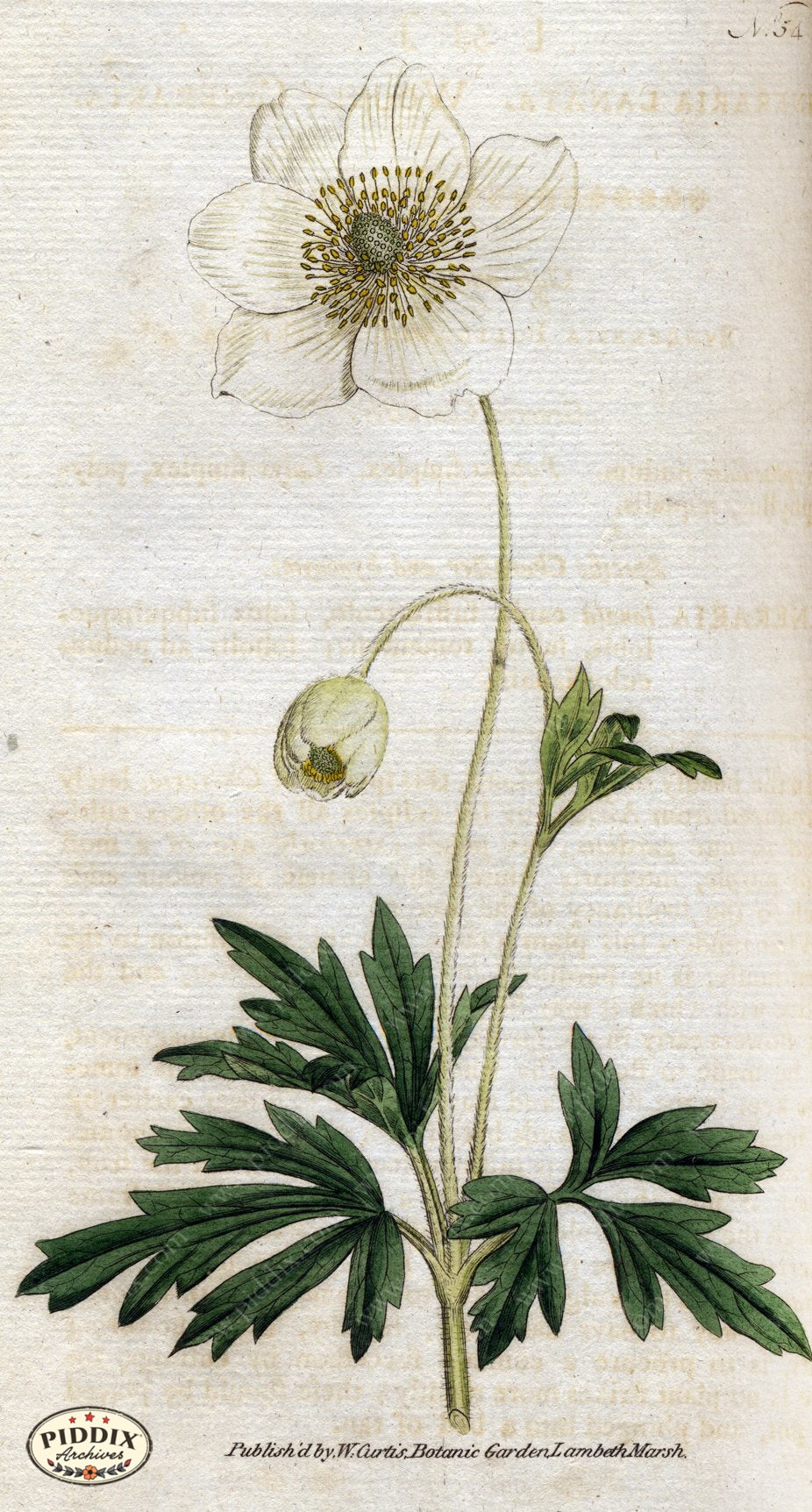 Flowers Pdxc1756 Color Illustration