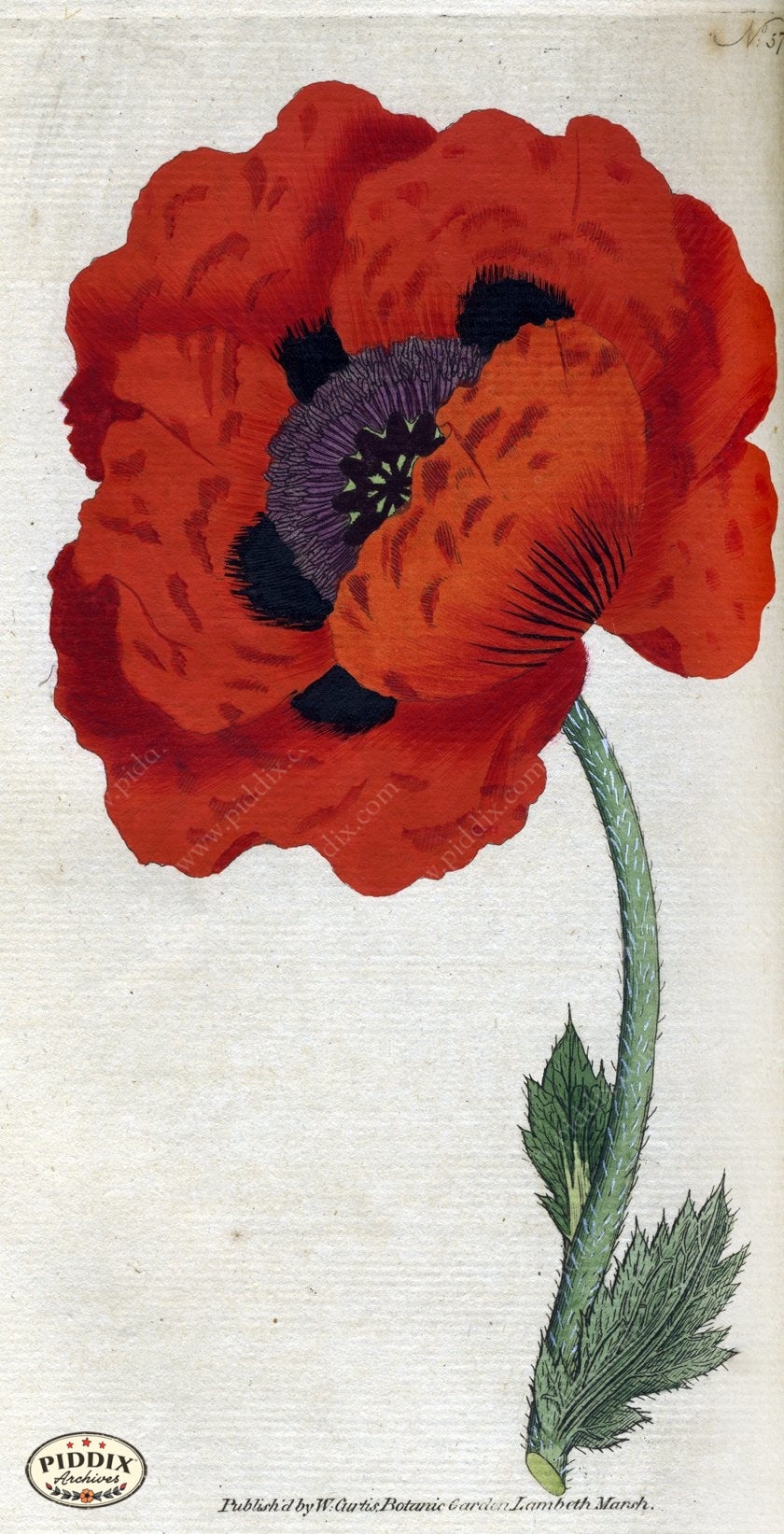 Flowers Pdxc1757 Color Illustration