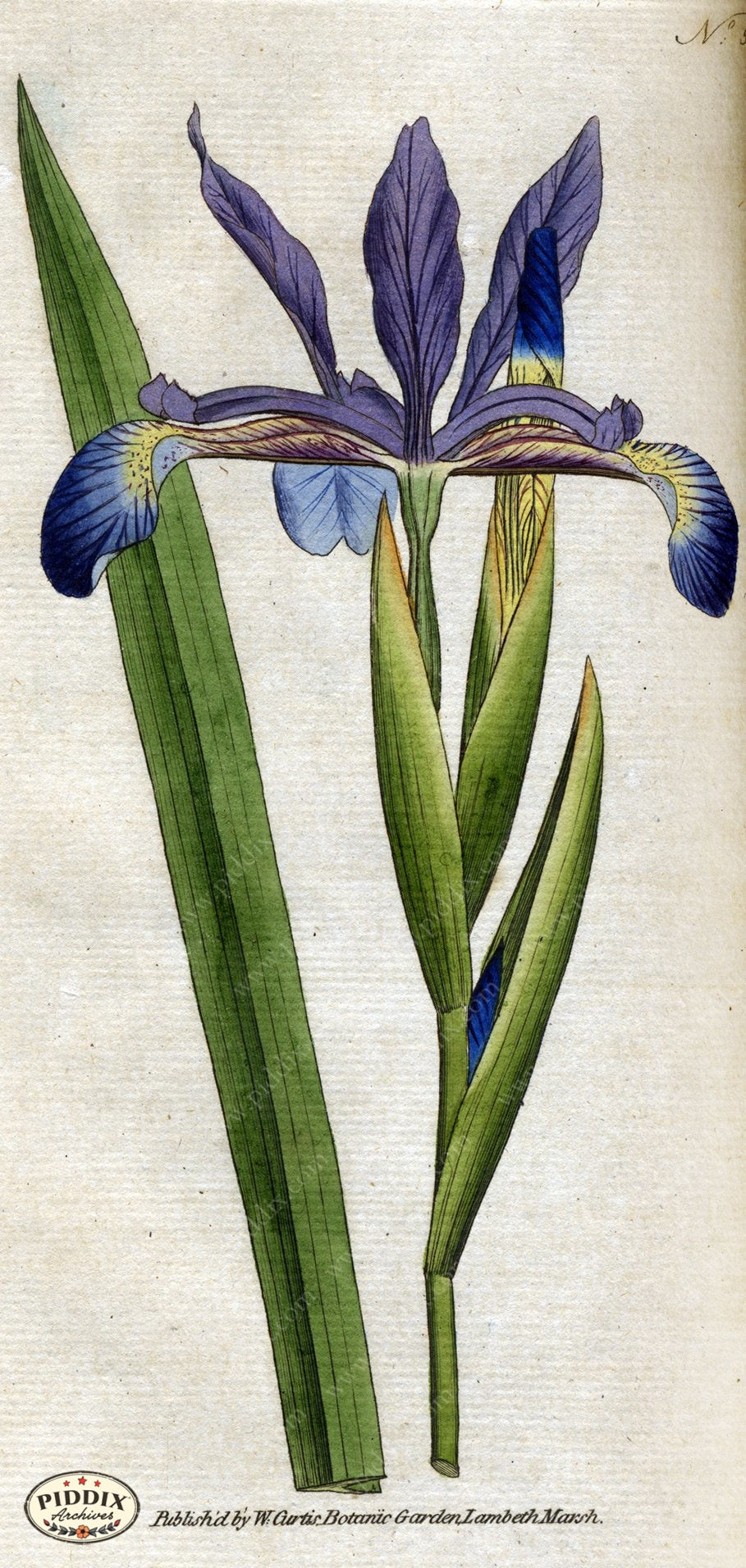 Flowers Pdxc1758 Color Illustration