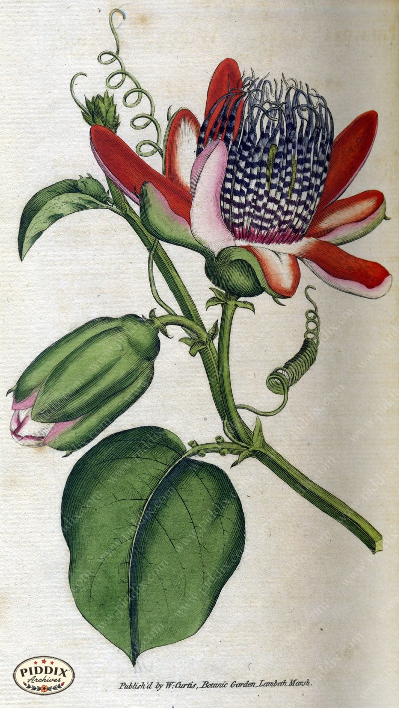 Flowers Pdxc1759 Color Illustration