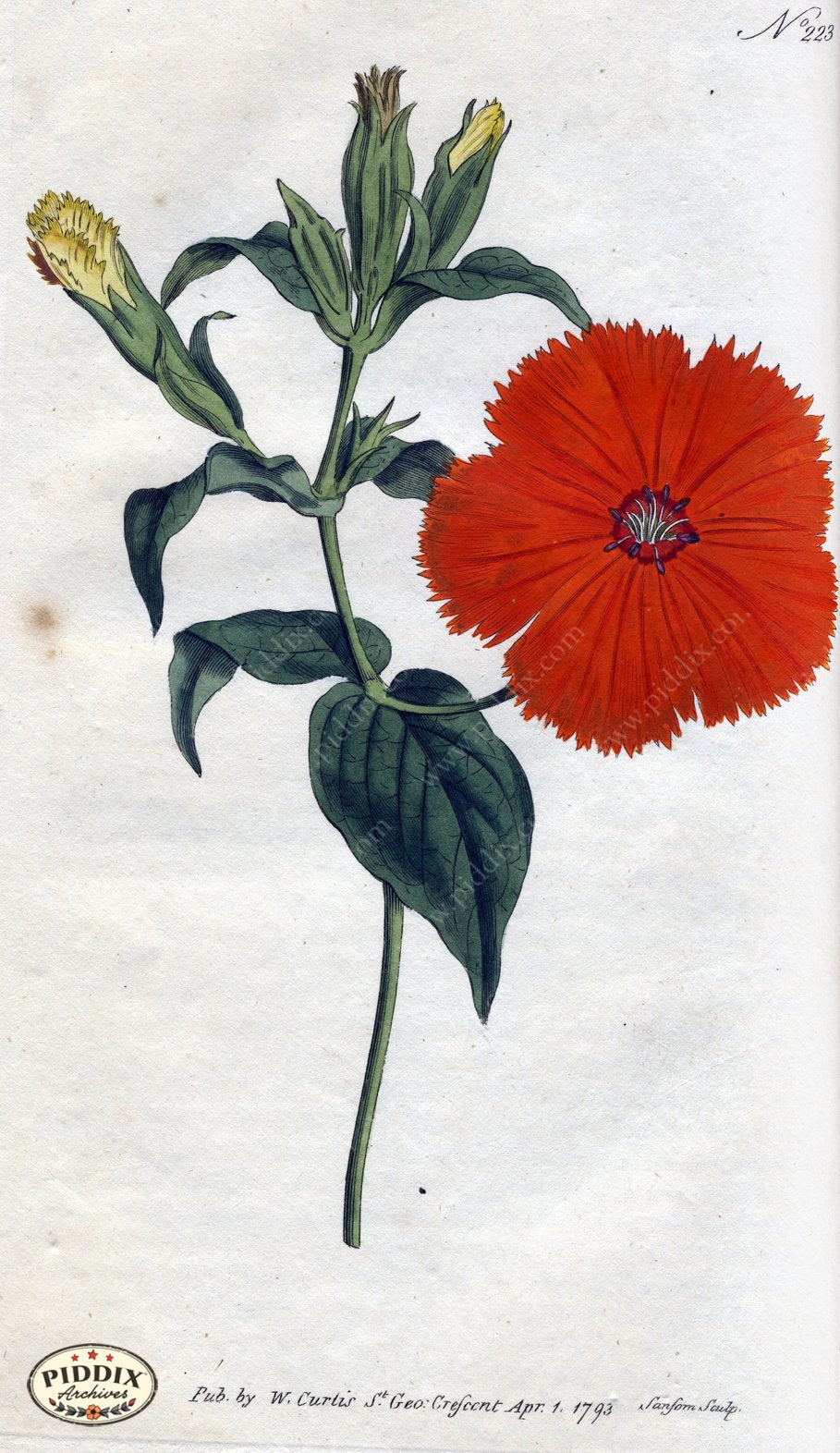 Flowers Pdxc1762 Color Illustration