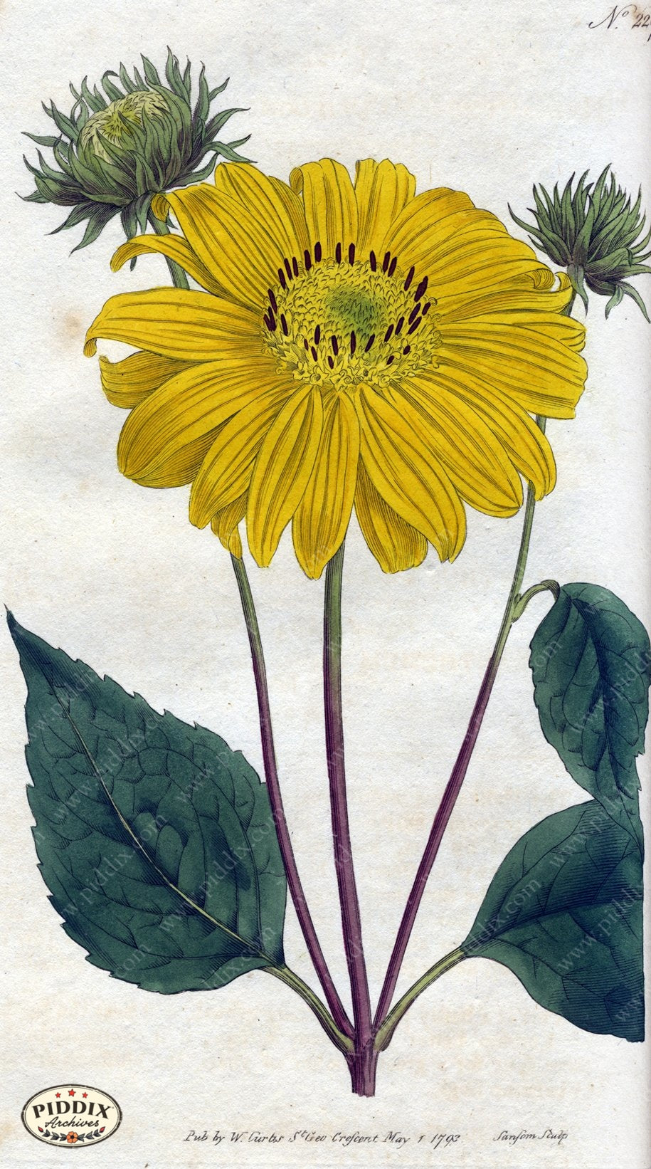 Flowers Pdxc1763 Color Illustration